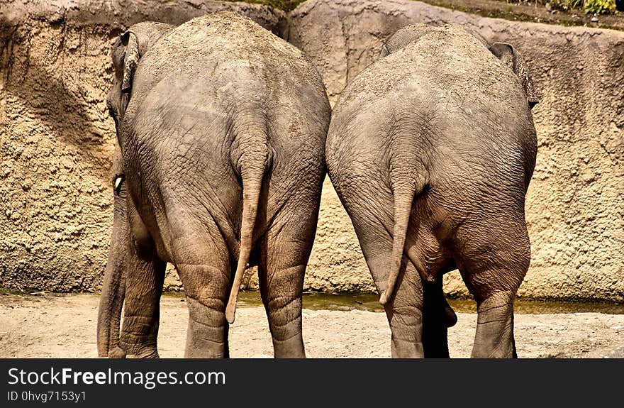 Elephant, Elephants And Mammoths, Terrestrial Animal, Wildlife