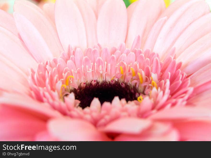 Flower, Pink, Gerbera, Flowering Plant