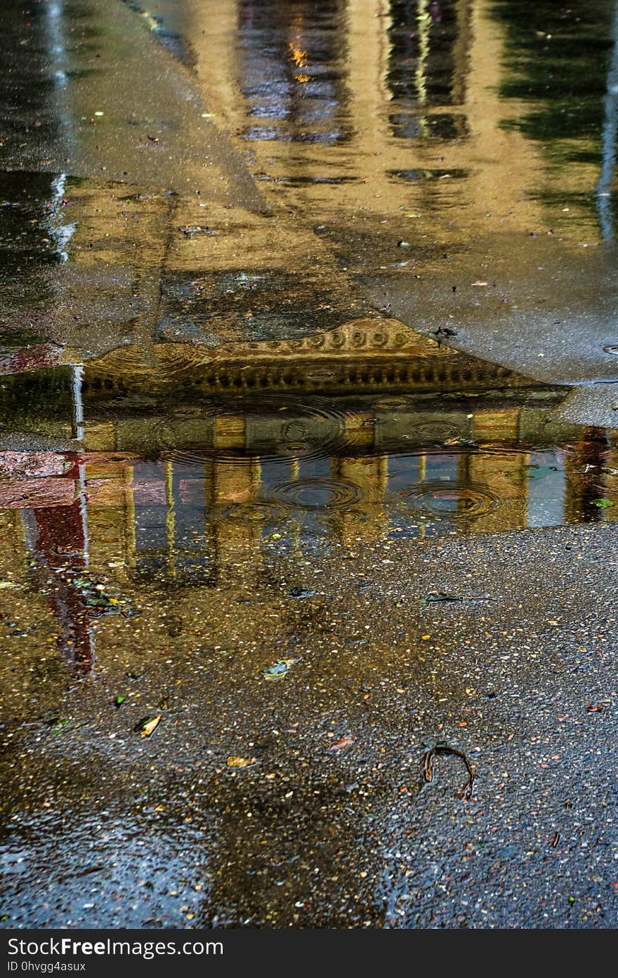 Reflection, Water, Leaf, Tree