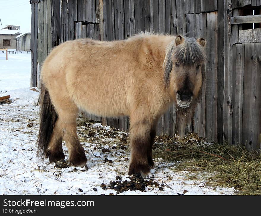 Horse Like Mammal, Horse, Mane, Pony