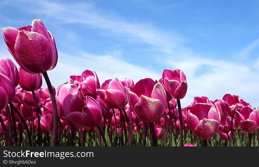 Flower, Flowering Plant, Plant, Tulip