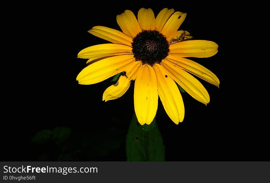 Flower, Yellow, Flora, Close Up