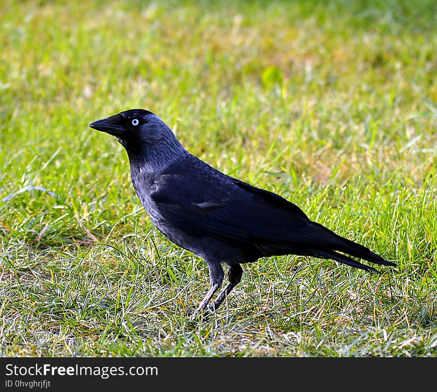 Bird, American Crow, Crow, Fauna