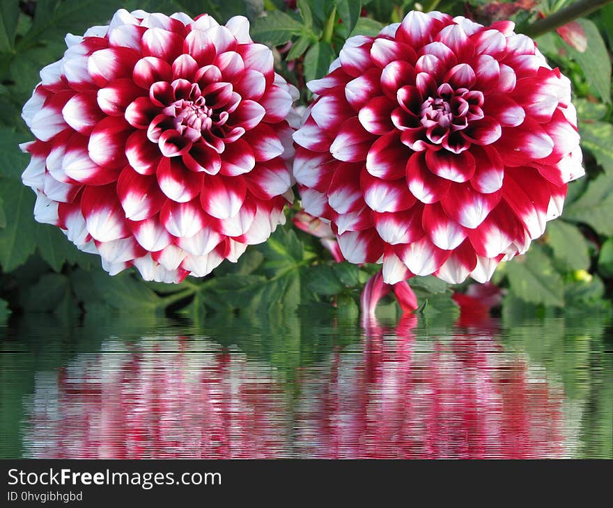 Flower, Plant, Flowering Plant, Dahlia