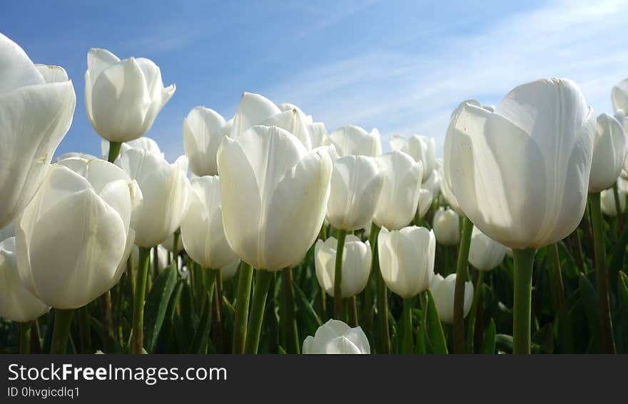 Flower, Plant, Tulip, Flowering Plant