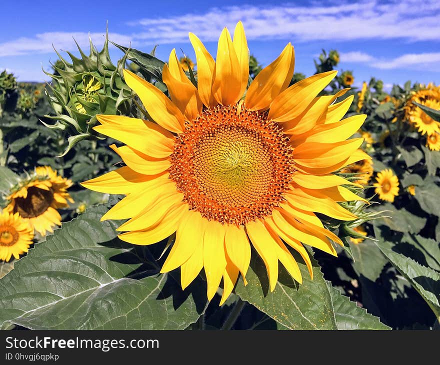 Flower, Sunflower, Yellow, Flowering Plant