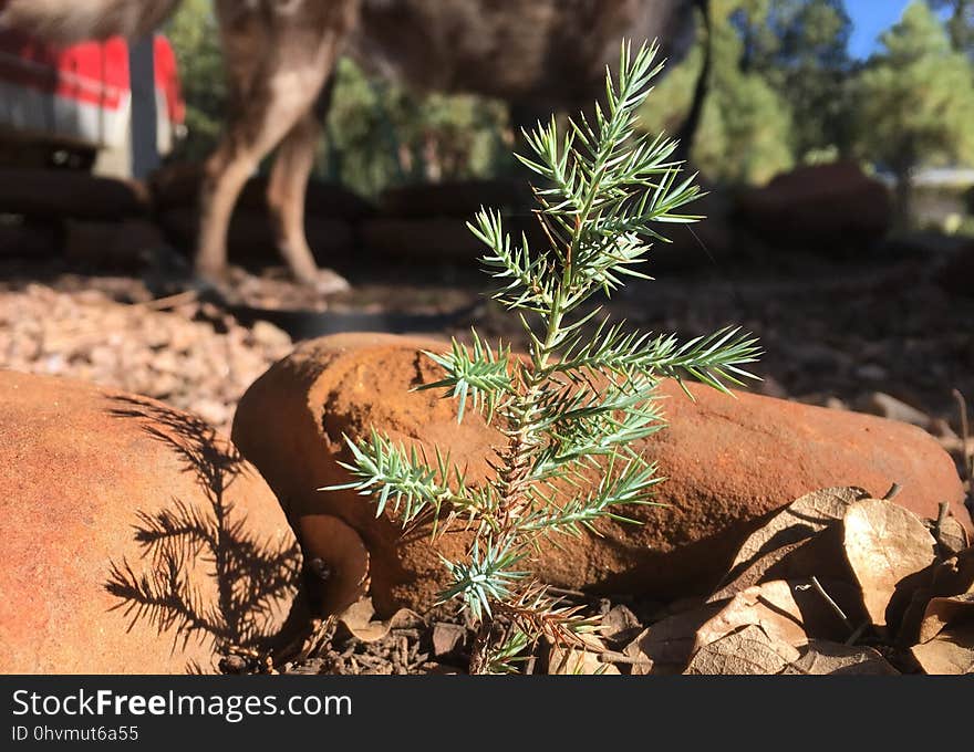 Towering Juniper Tree