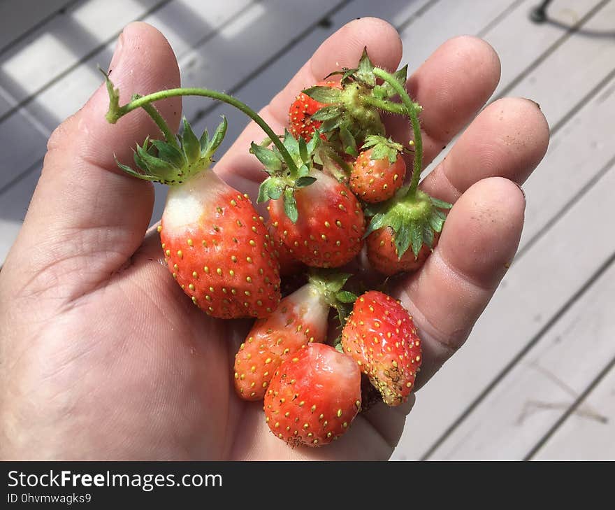 Today&#x27;s Handful of Strawberries