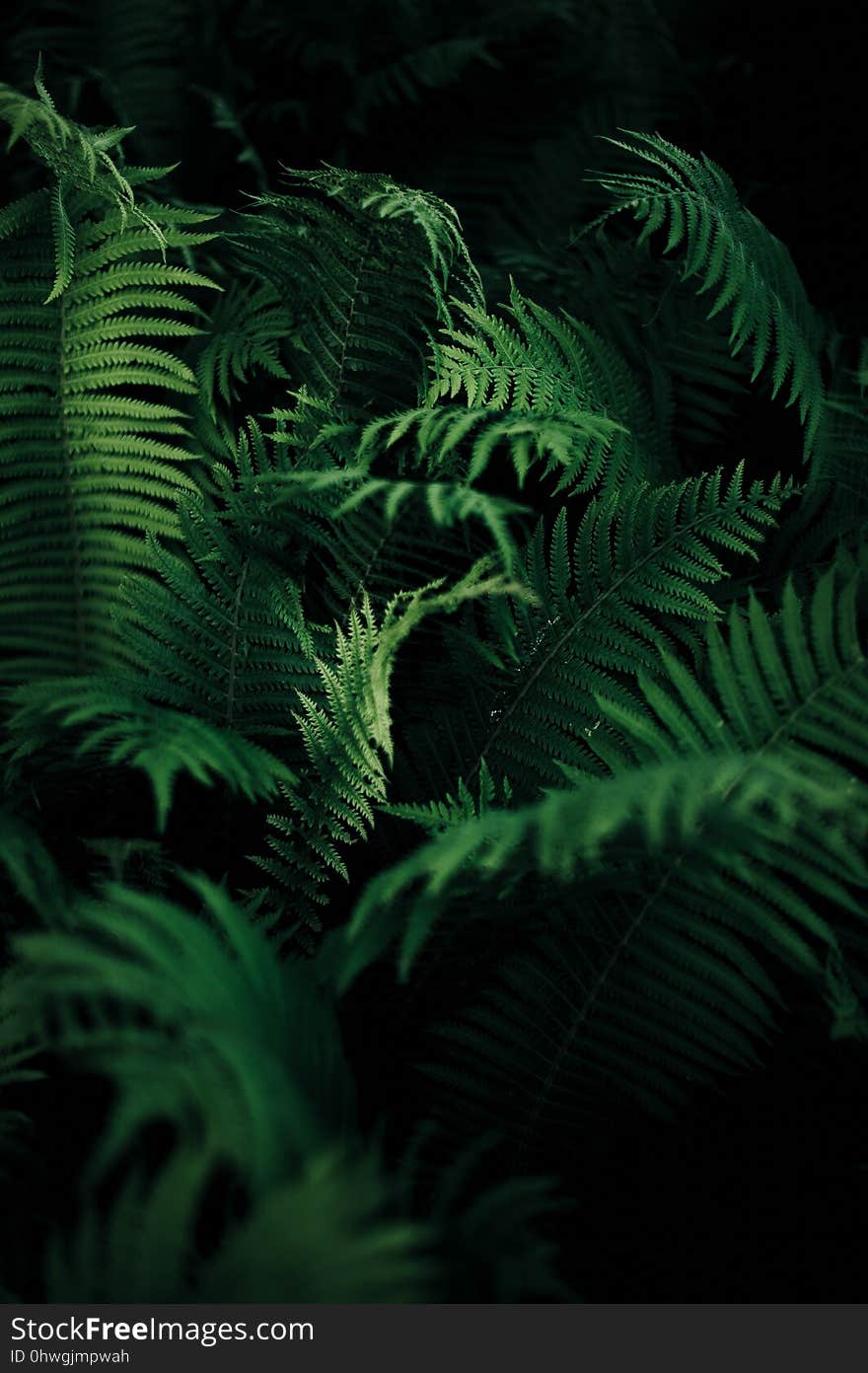 Vegetation, Ferns And Horsetails, Plant, Fern