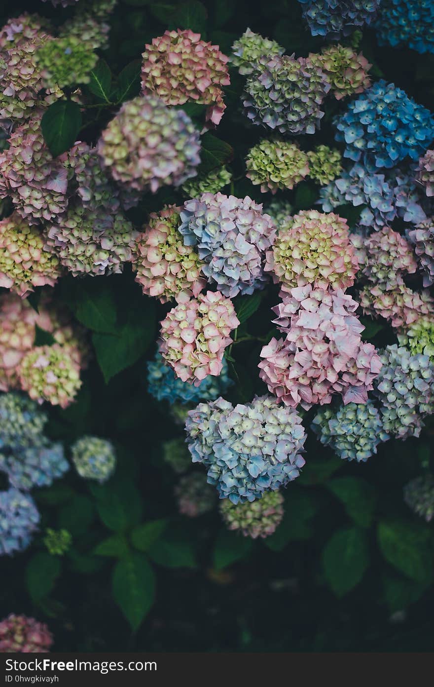 Flower, Plant, Flowering Plant, Hydrangea