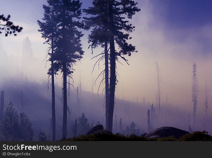 Sky, Tree, Woody Plant, Atmosphere