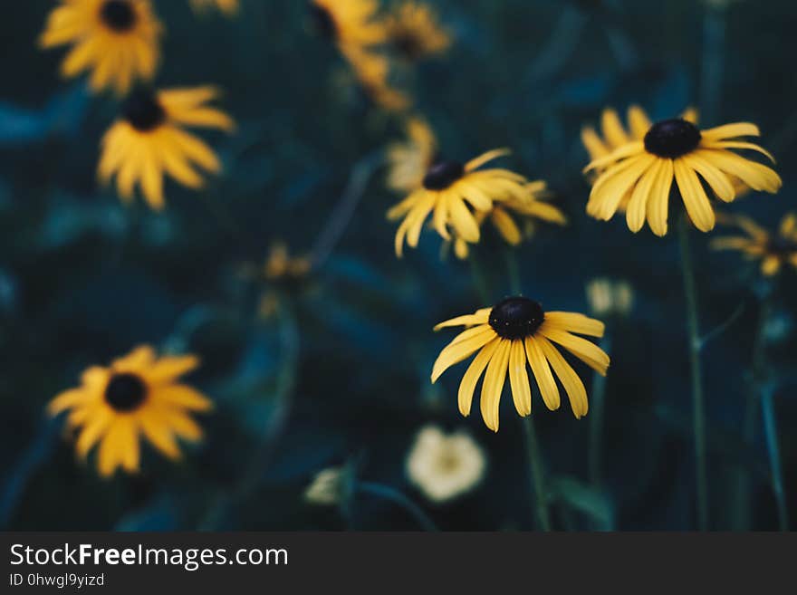 Flower, Yellow, Flora, Wildflower