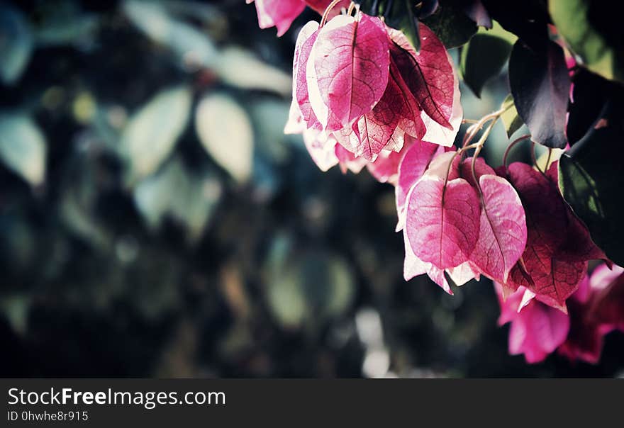 Pink, Flower, Leaf, Branch