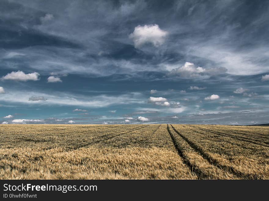 Sky, Field, Grassland, Ecosystem