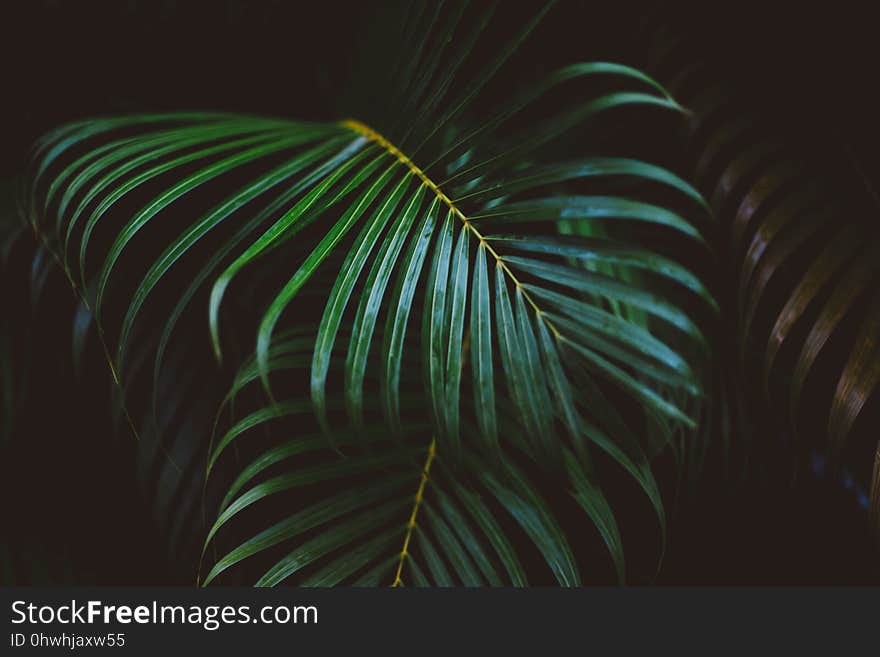 Green, Leaf, Vegetation, Palm Tree