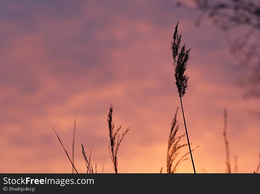 Sky, Cloud, Atmosphere Of Earth, Grass Family