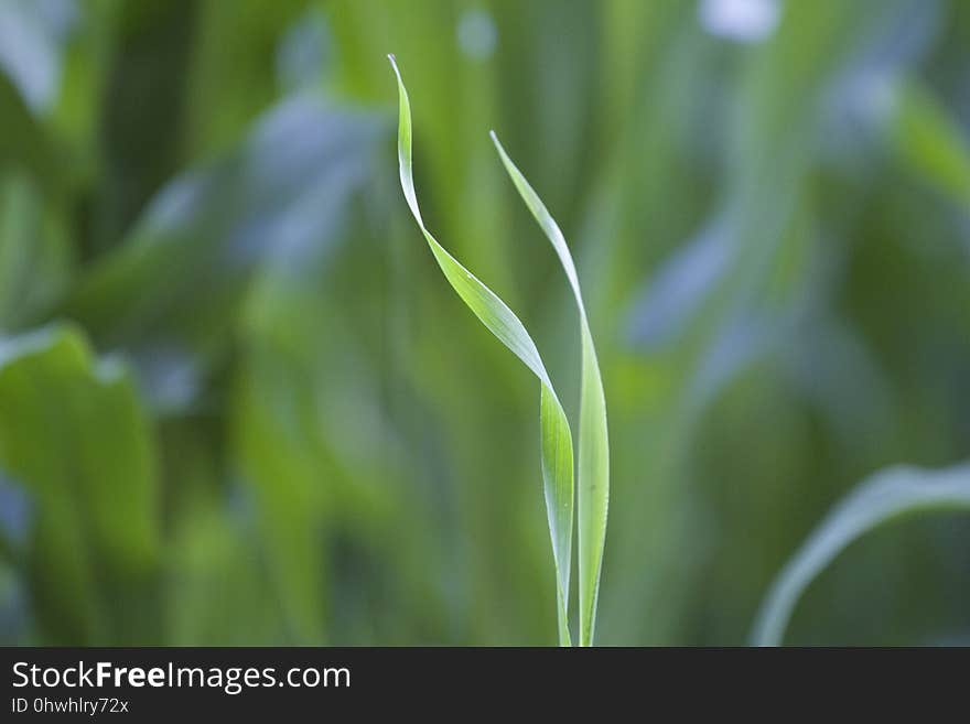 Grass, Grass Family, Water, Leaf