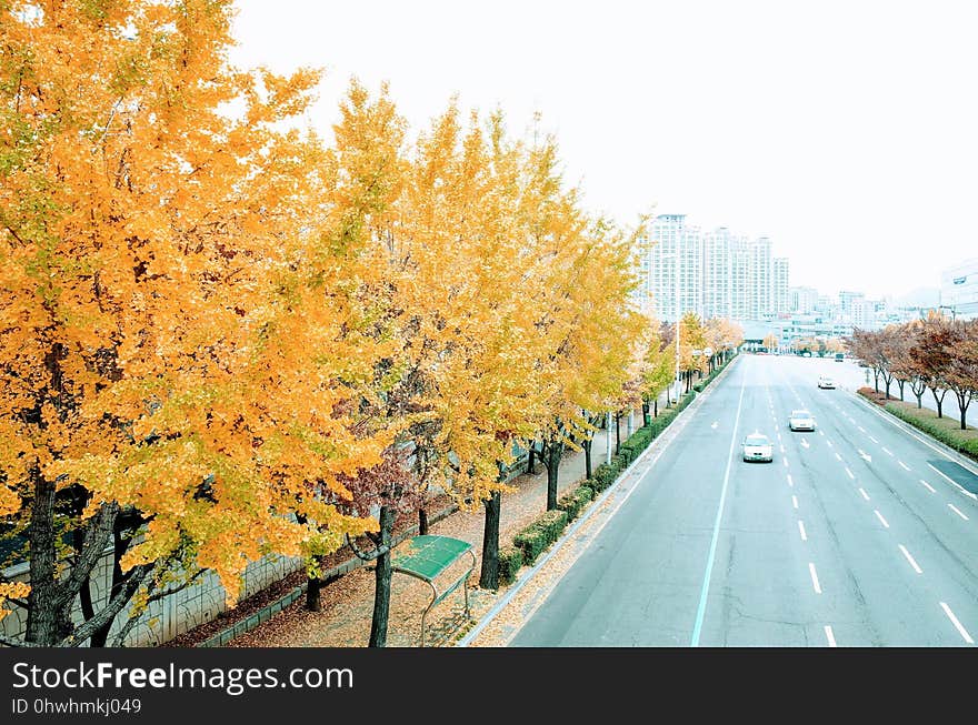 Tree, Woody Plant, Leaf, Autumn