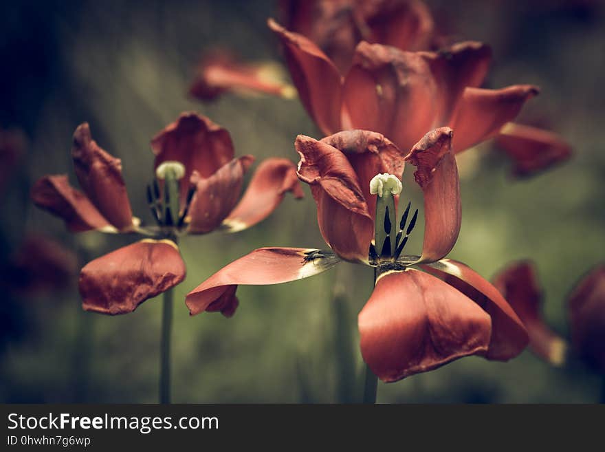 Flower, Flora, Wildflower, Spring