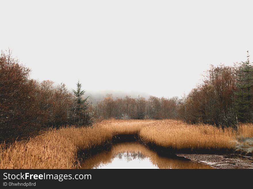 Waterway, Wetland, Reflection, Nature Reserve