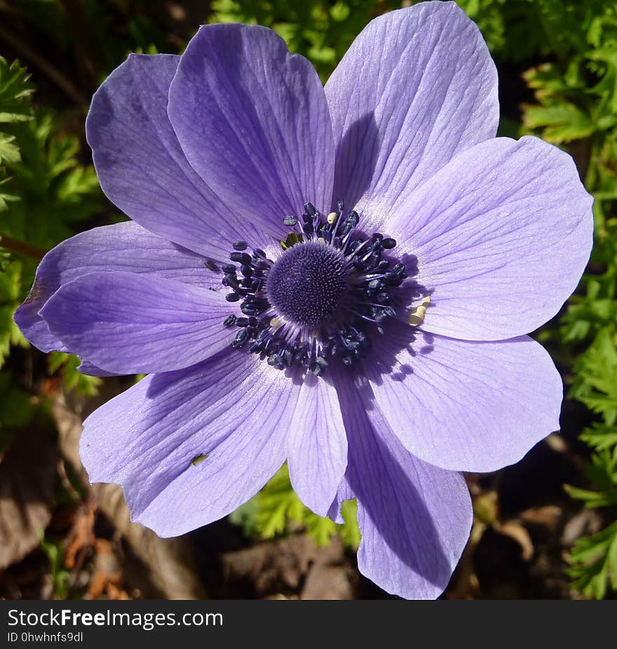 Flower, Plant, Flora, Flowering Plant