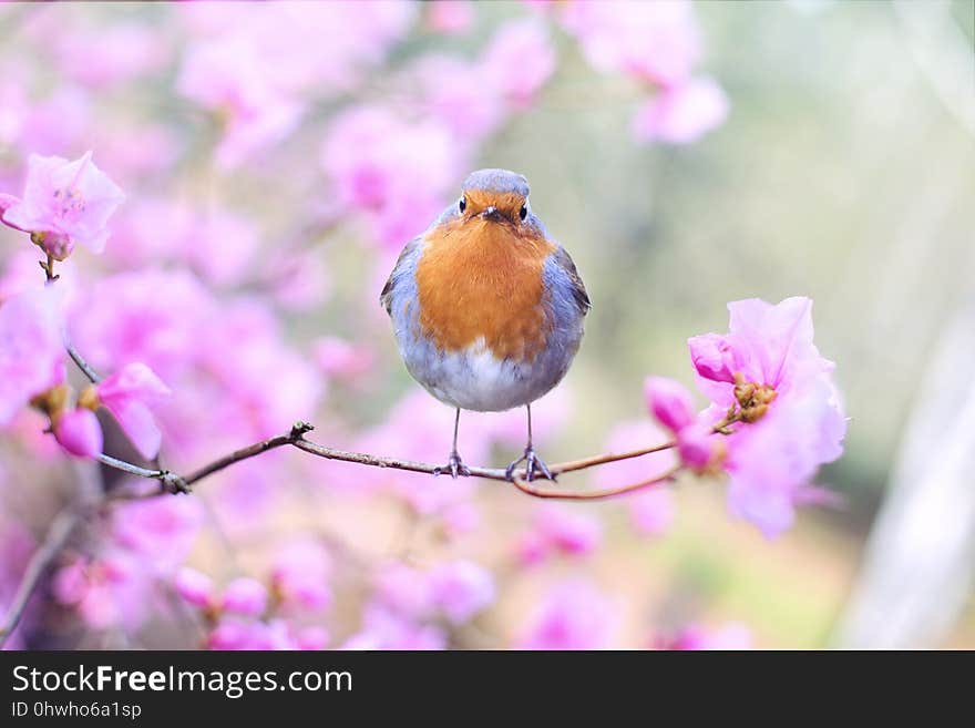 Bird, Fauna, Beak, Flower