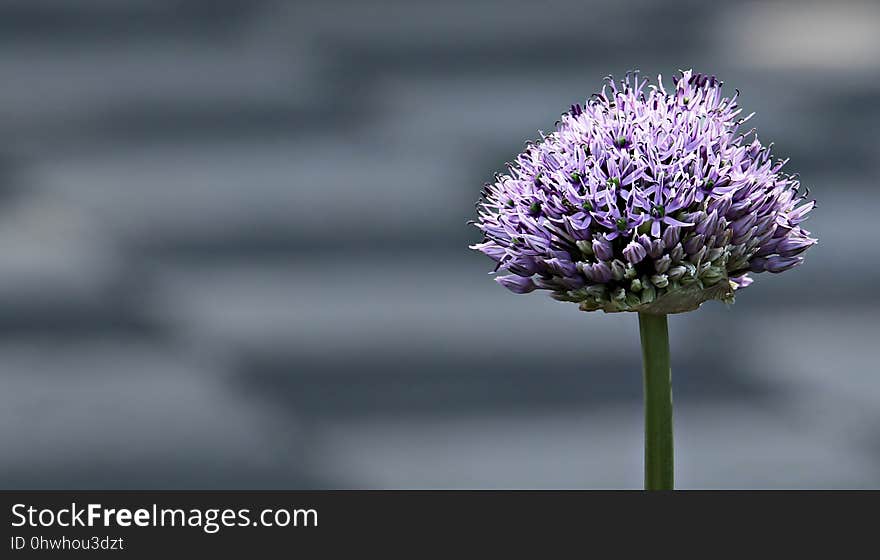 Purple, Plant, Flower, Flora