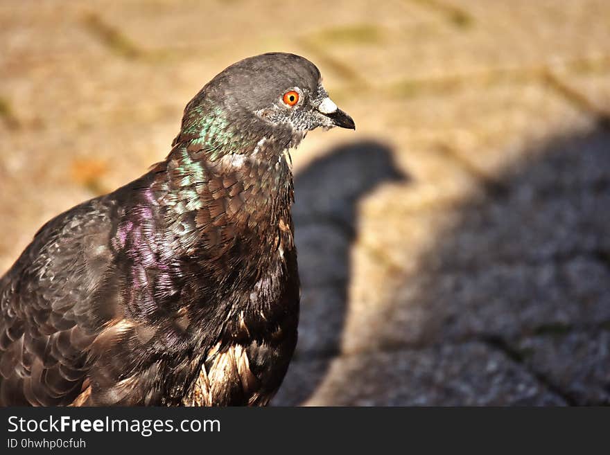 Beak, Bird, Fauna, Close Up