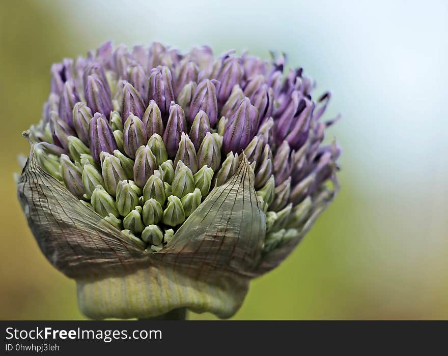 Purple, Flower, Close Up, Flora