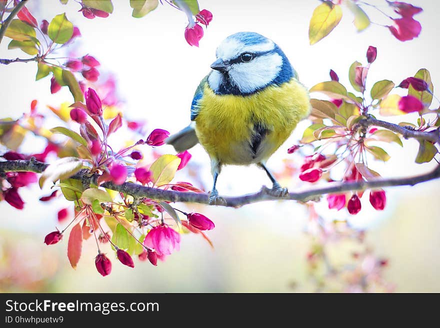 Bird, Flower, Branch, Fauna