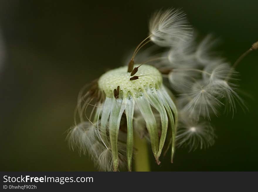 Flower, Flora, Dandelion, Close Up