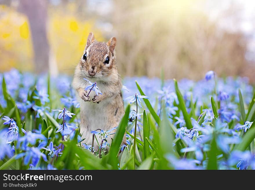 Mammal, Fauna, Wildlife, Squirrel