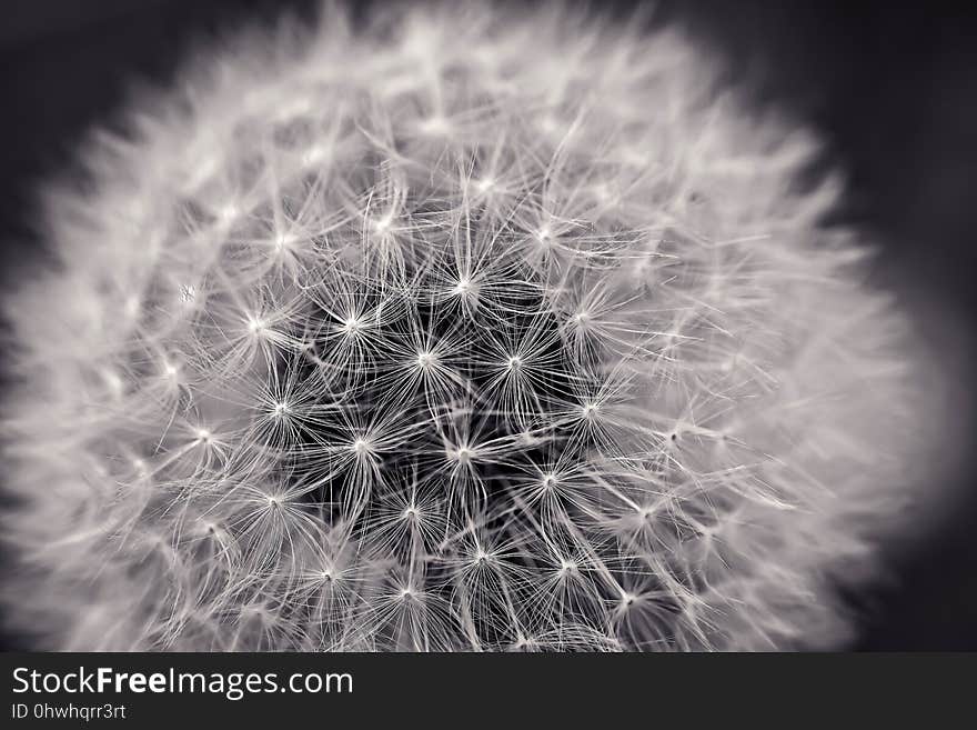 Black And White, Flower, Monochrome Photography, Plant