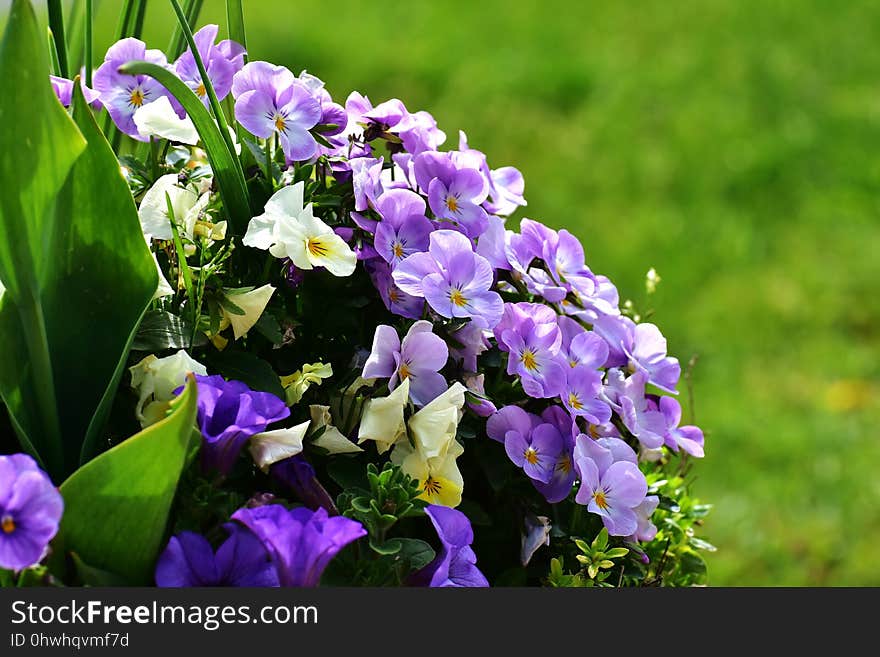 Flower, Plant, Purple, Violet Family