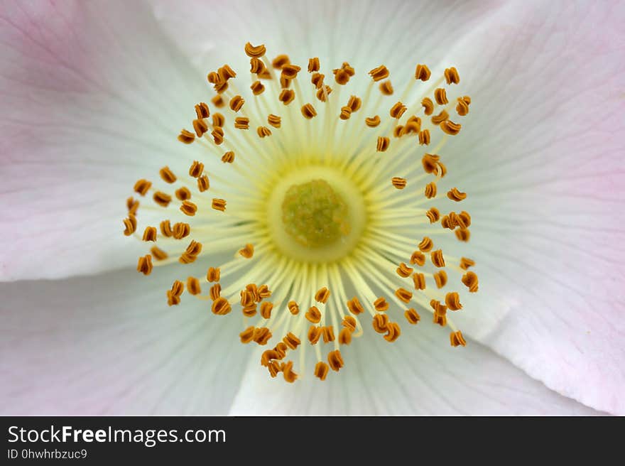 Flower, White, Yellow, Close Up