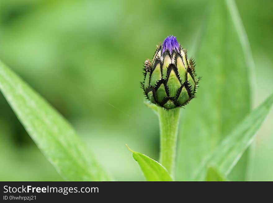 Bud, Close Up, Plant, Flora