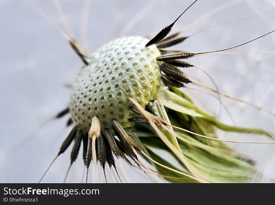 Flower, Flora, Close Up, Plant