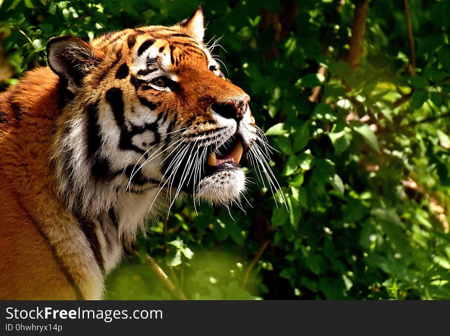 Wildlife, Tiger, Mammal, Fauna