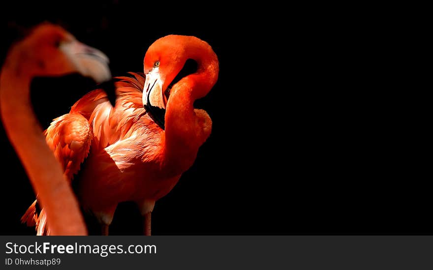 Flamingo, Water Bird, Vertebrate, Bird