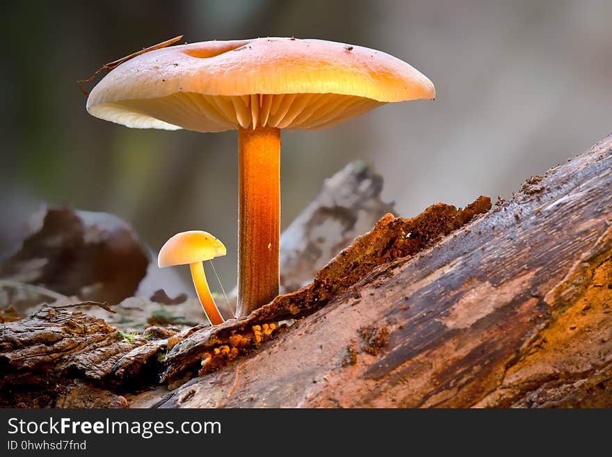 Mushroom, Edible Mushroom, Fungus, Medicinal Mushroom