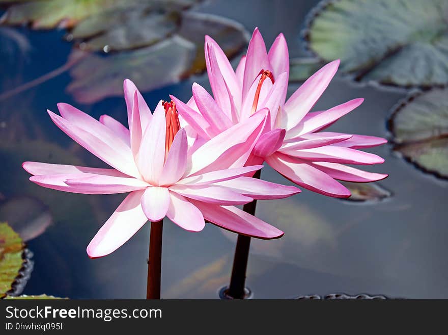 Flower, Flora, Pink, Plant