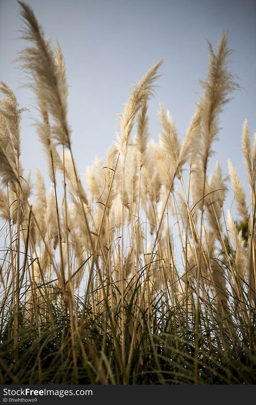 Grass Family, Sky, Phragmites, Grass