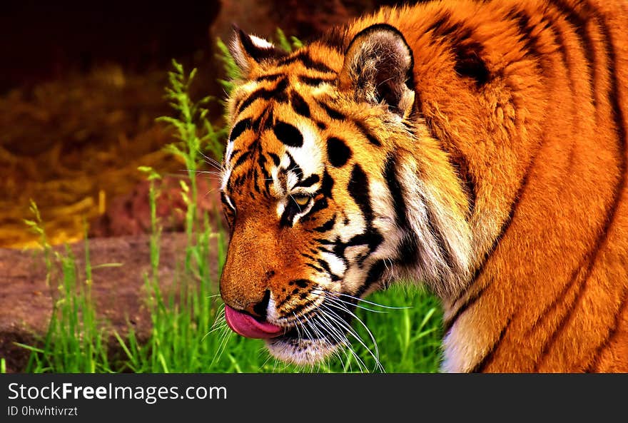 Wildlife, Tiger, Mammal, Terrestrial Animal