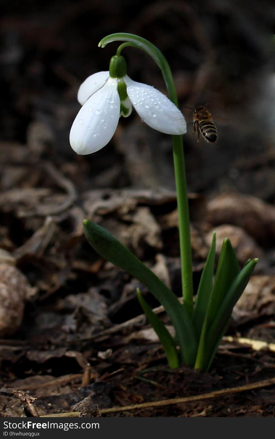 Flower, Galanthus, Plant, Snowdrop