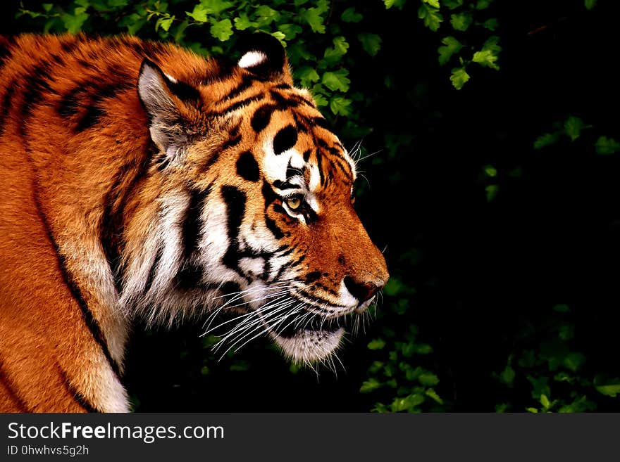 Tiger, Wildlife, Mammal, Fauna