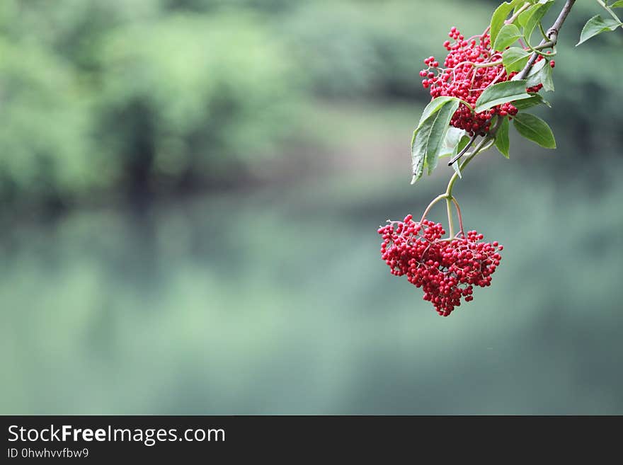 Flora, Flower, Plant, Spring