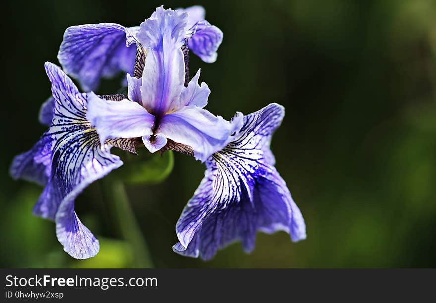 Flower, Iris Versicolor, Plant, Flora