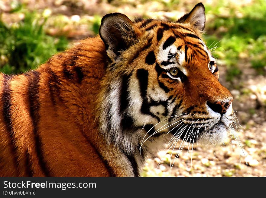 Wildlife, Tiger, Mammal, Terrestrial Animal