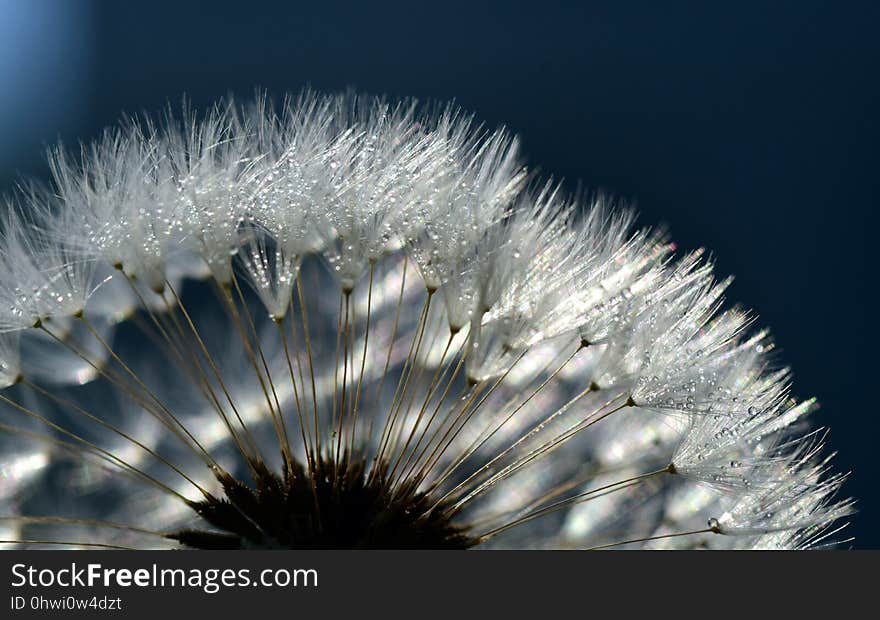 Flower, Dandelion, Close Up, Atmosphere Of Earth