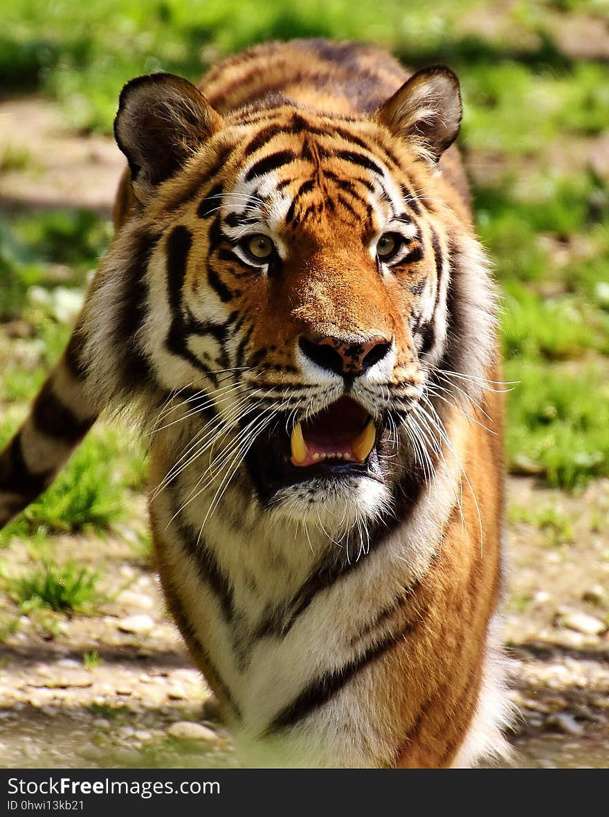 Tiger, Wildlife, Terrestrial Animal, Mammal